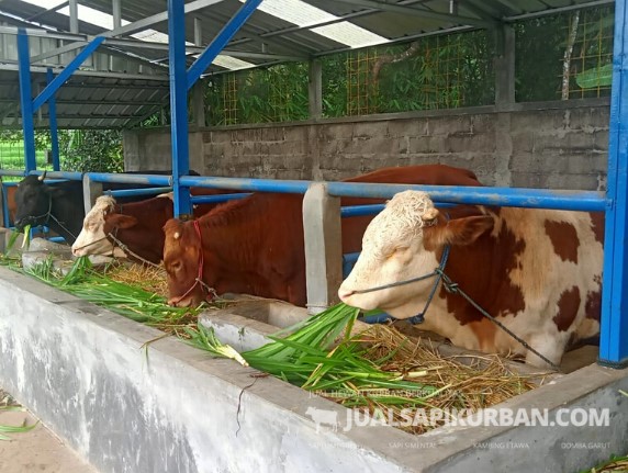 Keunggulan Sapi Simental Marlboro yang Harus Anda Ketahui