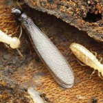 Metode Modern dalam Pengendalian Rayap pada Bangunan