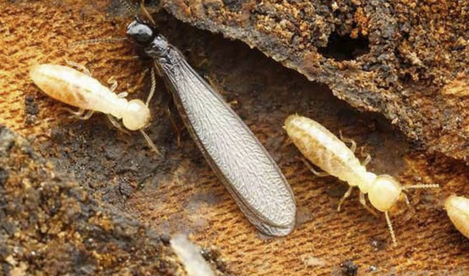 Metode Modern dalam Pengendalian Rayap pada Bangunan